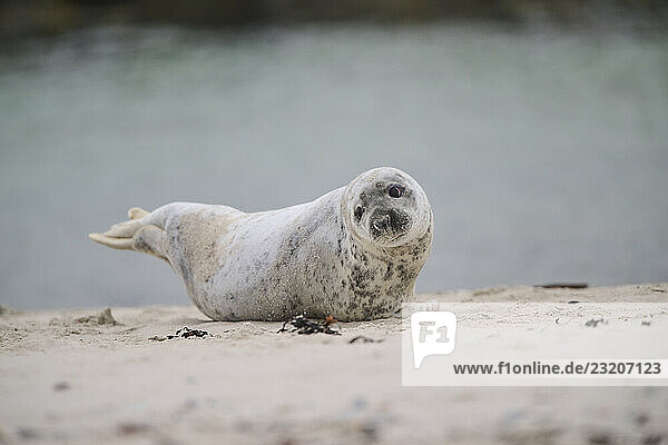 Kegelrobbe (Halichoerus grypus) am Strand liegend  Düne  Helgoland  Schleswig-Holstein  Deutschland