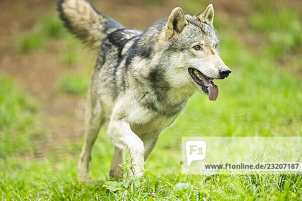 Europäischer Grauwolf (Canis lupus lupus) im Wald  Deutschland  Europa