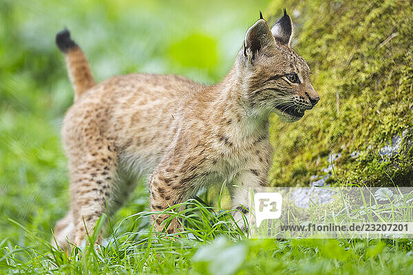 Eurasischer Luchs (Lynx lynx)  Jungtier auf einer Wiese  Bayern  Deutschland  Europa