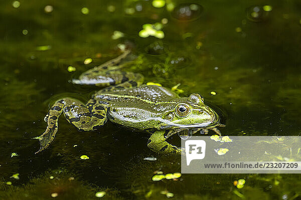 Speisefrosch (Pelophylax esculentus) in einem kleinen See im Wasser  Bayern  Deutschland  Europa