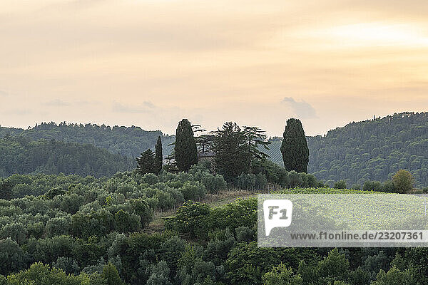 Toskanische Landschaft in der Nähe von Greve in Chianti und Montefioralle  Landgut mit Weinbergen  Wäldern  Olivenbäumen und Zypressen in Chianti  Sonnenuntergang  Chianti-Region  Toskana  Italien  Europa