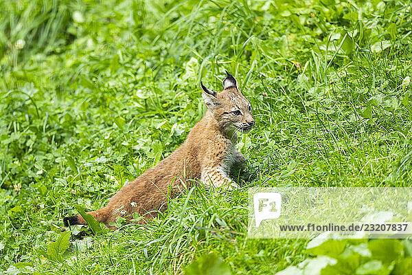 Eurasischer Luchs (Lynx lynx)  Jungtier auf einer Wiese  Bayern  Deutschland  Europa