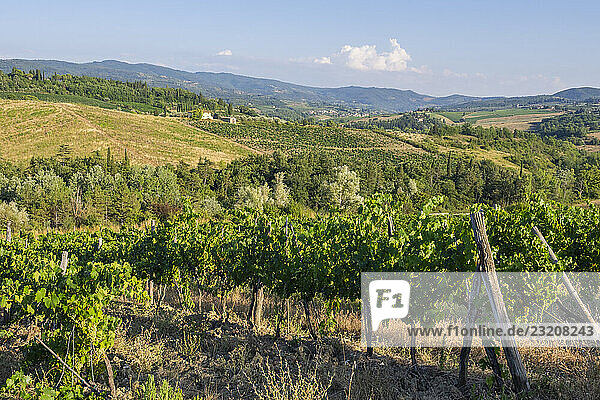 Toskanische Landschaft  Landgut mit Weinbergen  Wäldern  Olivenbäumen und Zypressen in Chianti  Chianti-Region  Toskana  Italien  Europa