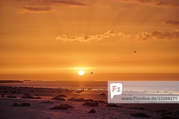Farbenfroher Sonnenuntergang am Strand mit darauf liegender Kegelrobbe (Halichoerus grypus)  Düne  Helgoland  Schleswig-Holstein  Deutschland