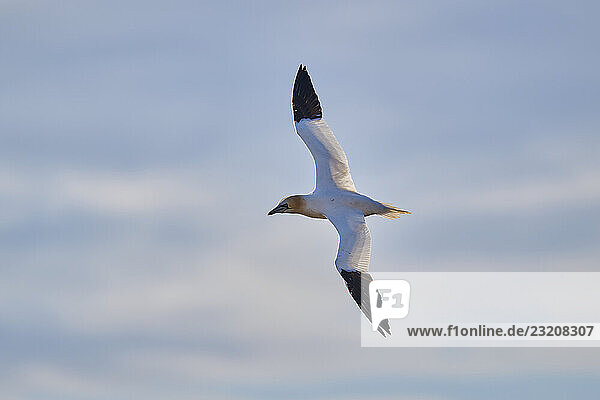 Basstölpel (Morus bassanus) im Flug über dem Meer  Tierwelt  Helgoland  Deutschland  Europa