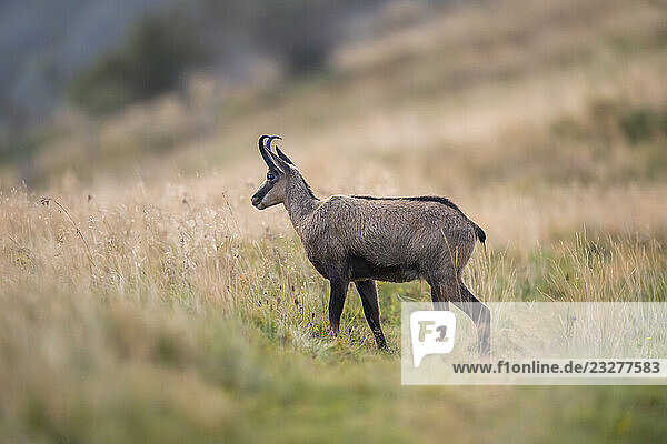 Gämse (Rupicapra rupicapra) auf einer Wiese in den Vogesen  Wildtiere  Frankreich