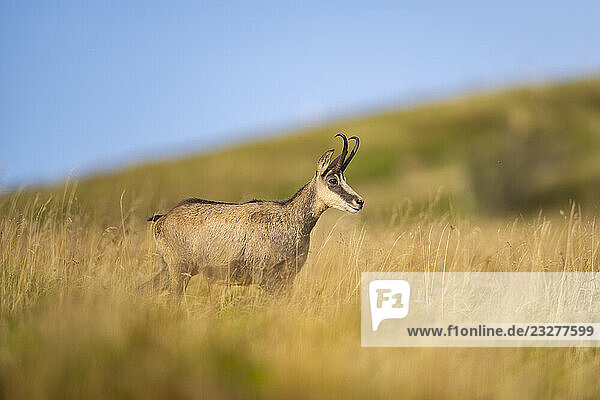 Gämse (Rupicapra rupicapra) auf einer Wiese in den Vogesen  Wildtiere  Frankreich