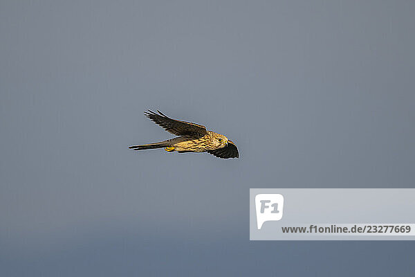 Turmfalke (Falco tinnunculus) im Flug in den Vogesen  Tierwelt  Frankreich