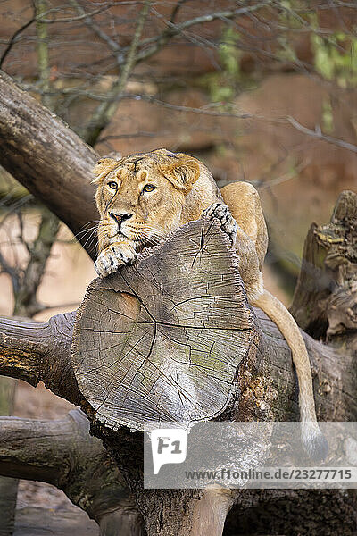 Asiatischer Löwe (Panthera leo persica)  Weibchen auf einem Baumstamm liegend  in Gefangenschaft  Lebensraum in Indien