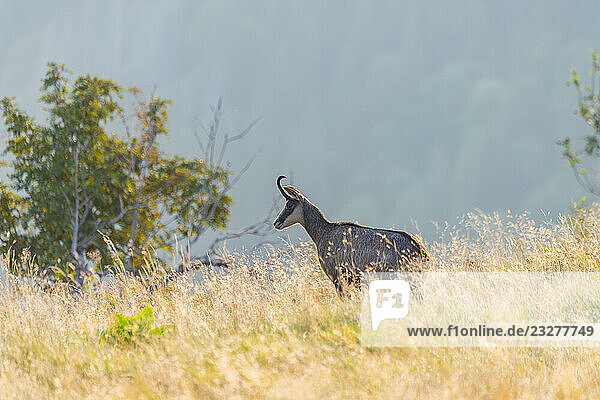 Gämse (Rupicapra rupicapra) auf einer Wiese in den Vogesen  Wildtiere  Frankreich
