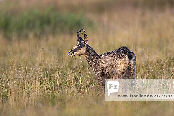 Gämse (Rupicapra rupicapra) auf einer Wiese in den Vogesen  Wildtiere  Frankreich