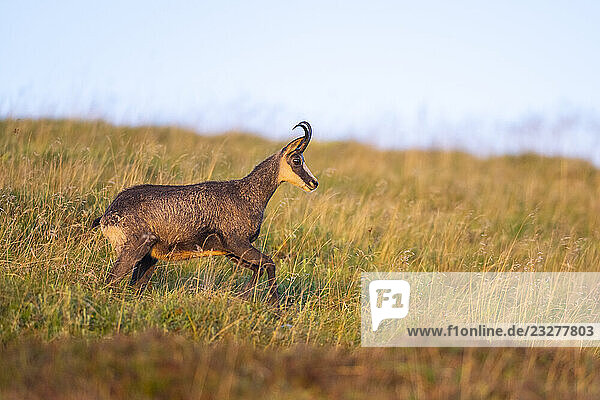 Gämse (Rupicapra rupicapra) auf einer Wiese in den Vogesen  Wildtiere  Frankreich
