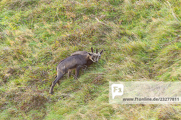 Gämse (Rupicapra rupicapra)  Jungtier auf einer Wiese in den Vogesen  Wildtiere  Frankreich