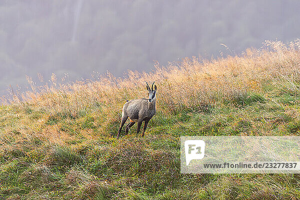 Gämse (Rupicapra rupicapra) auf einer Wiese in den Vogesen  Wildtiere  Frankreich