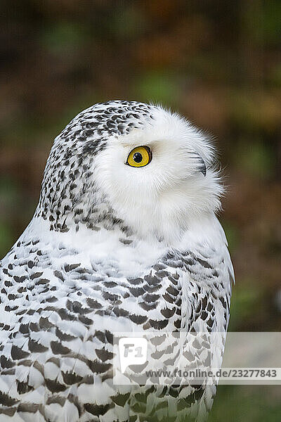 Schnee-Eule (Bubo scandiacus)  Porträt  Bayern  Deutschland  Europa