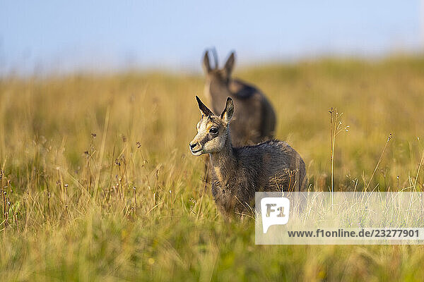 Gämse (Rupicapra rupicapra)  Jungtier auf einer Wiese in den Vogesen  Wildtiere  Frankreich
