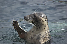 Ansichtskarte kleine Kegelrobbe winkt mit den Flossen waving seal